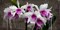Orchid blackboard Poster Print by Alex Vinci - Item # VARPDX2AV2849
